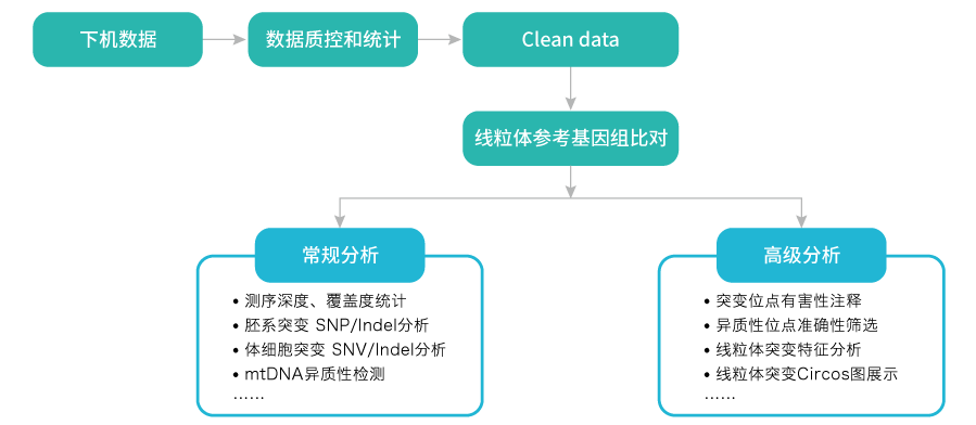 线粒体突变分析-数据分析-腾博会官网基因 线粒体突变分析-数据分析-腾博会官网基因