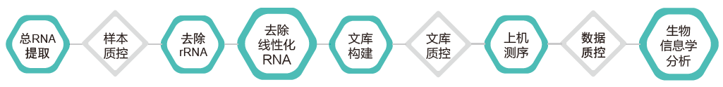环状RNA（circRNA）测序-技术路线-腾博会官网基因