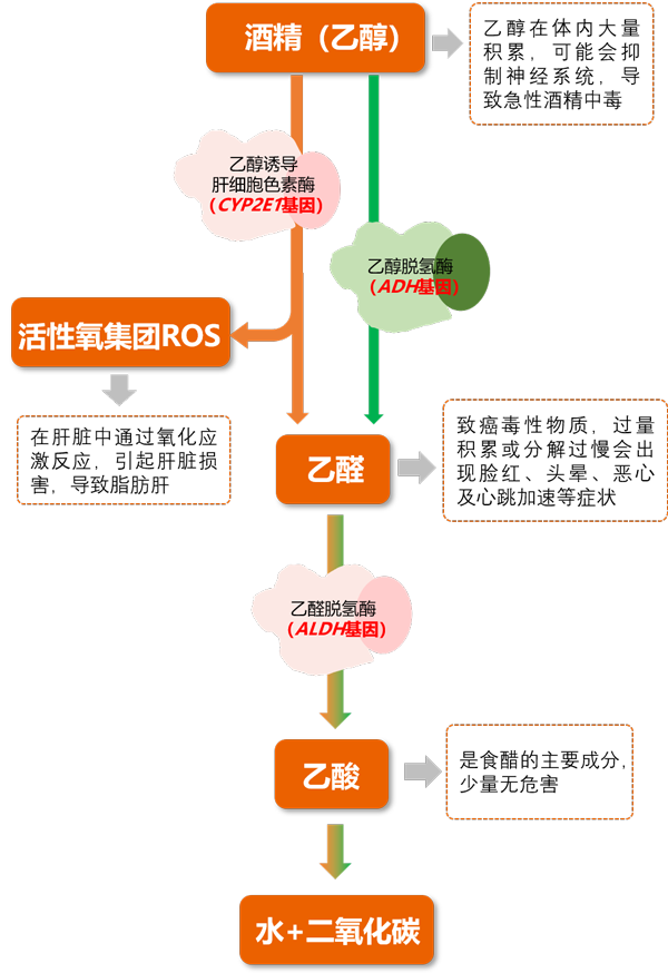 酒精代谢途径——腾博会官网基因